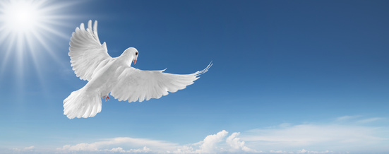 white bird flying in the clouds