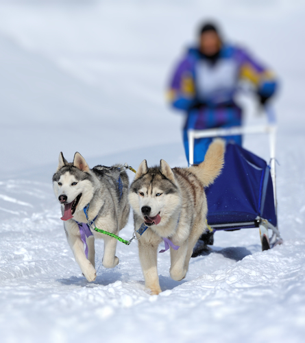 two dogs pulling a dog sled