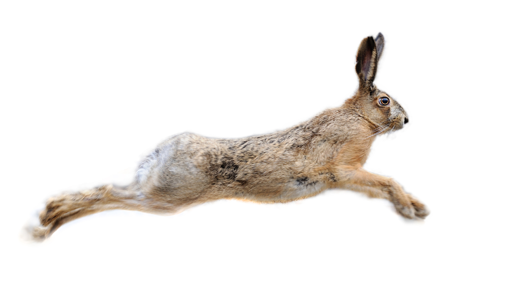 rabbit jumping through air